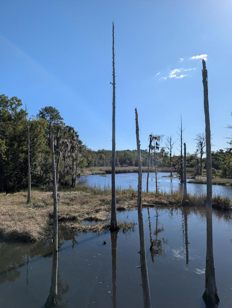 NC’s coastal forests are dying. Why the pace may be accelerating.