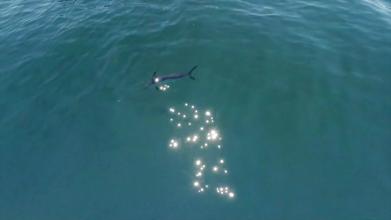 An investigation examines reports of weapons found inside shark skulls