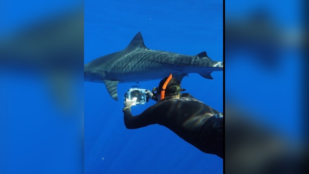 He put his head in a shark’s mouth to save his leg - years later he ...