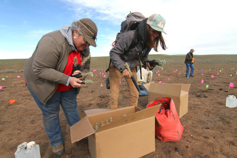 Restoring Wyoming’s largest 2026 fire scar, one sagebrush seedling at a ...