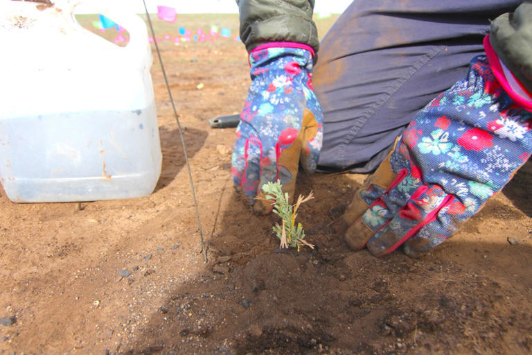 Restoring Wyoming’s largest 2026 fire scar, one sagebrush seedling at a ...