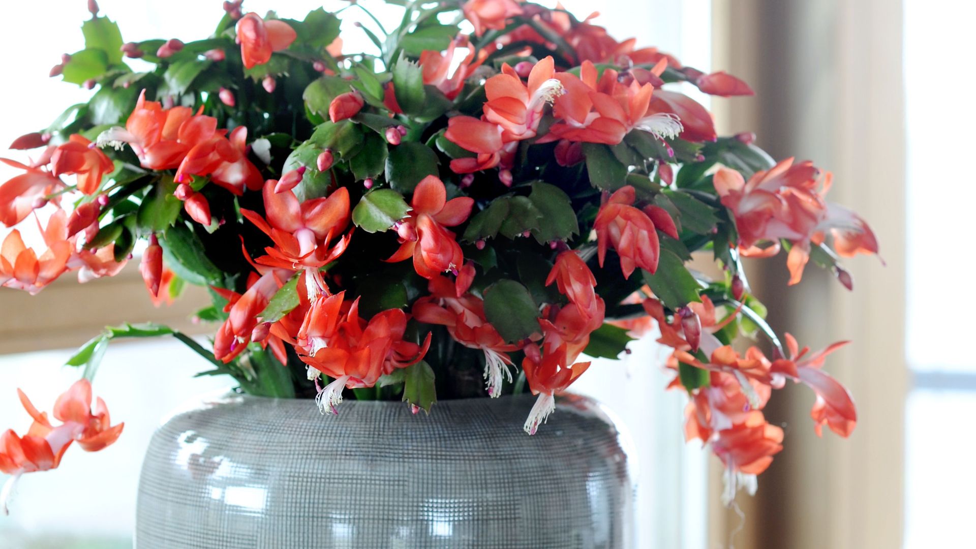 When to repot a Christmas cactus – repotting too soon could spoil this ...