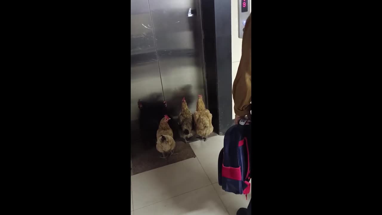 Residents stunned as well-behaved hens wait patiently for lift