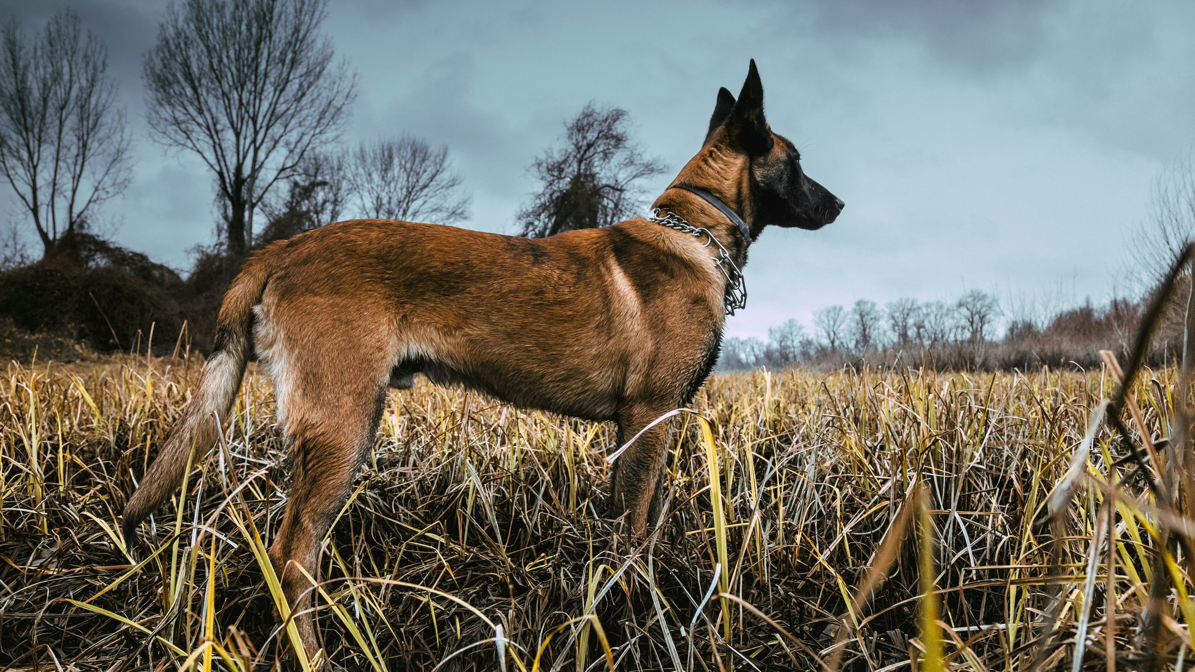 Wolf-DNA! Hightech-Diensthunde für den Krieg