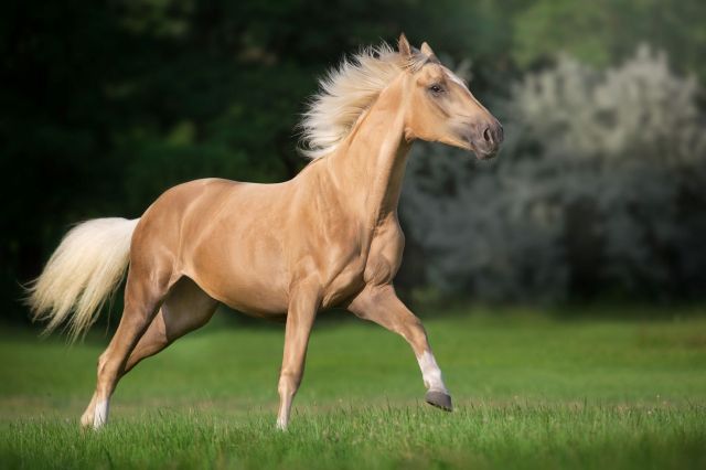 A fully tacked horse disappeared in Yellowstone, then turned up just ...