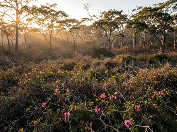 How lantana camara is quietly destroying India's tiger reserves