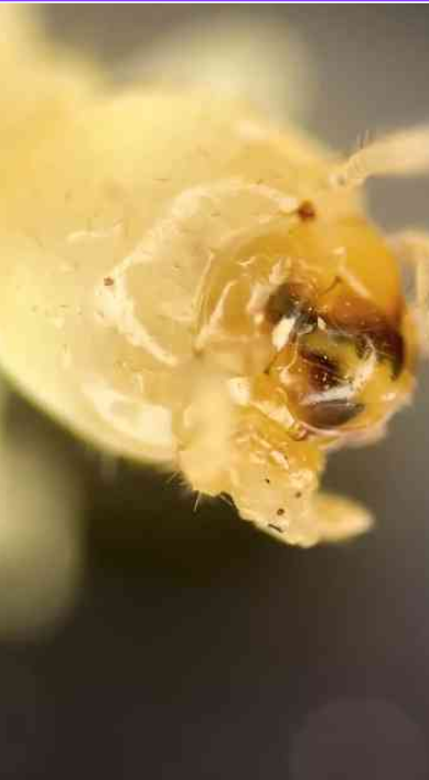 The tiny insect with surprisingly destructive power