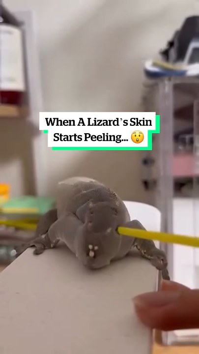Inflating a lizard balloon