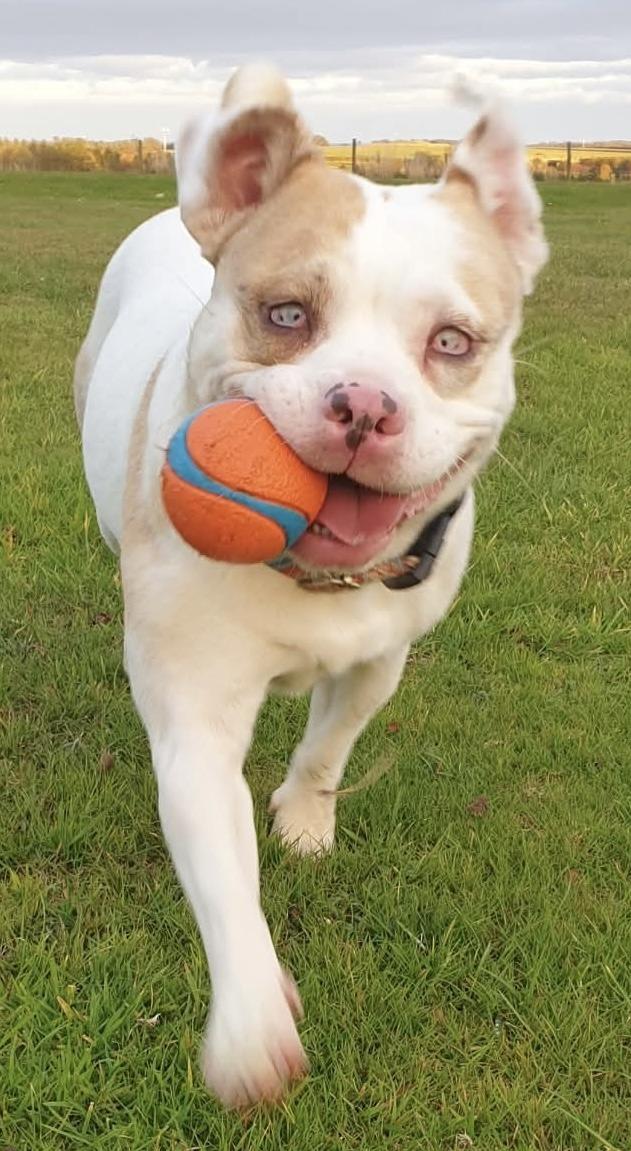 Winter is a tough time at the kennels