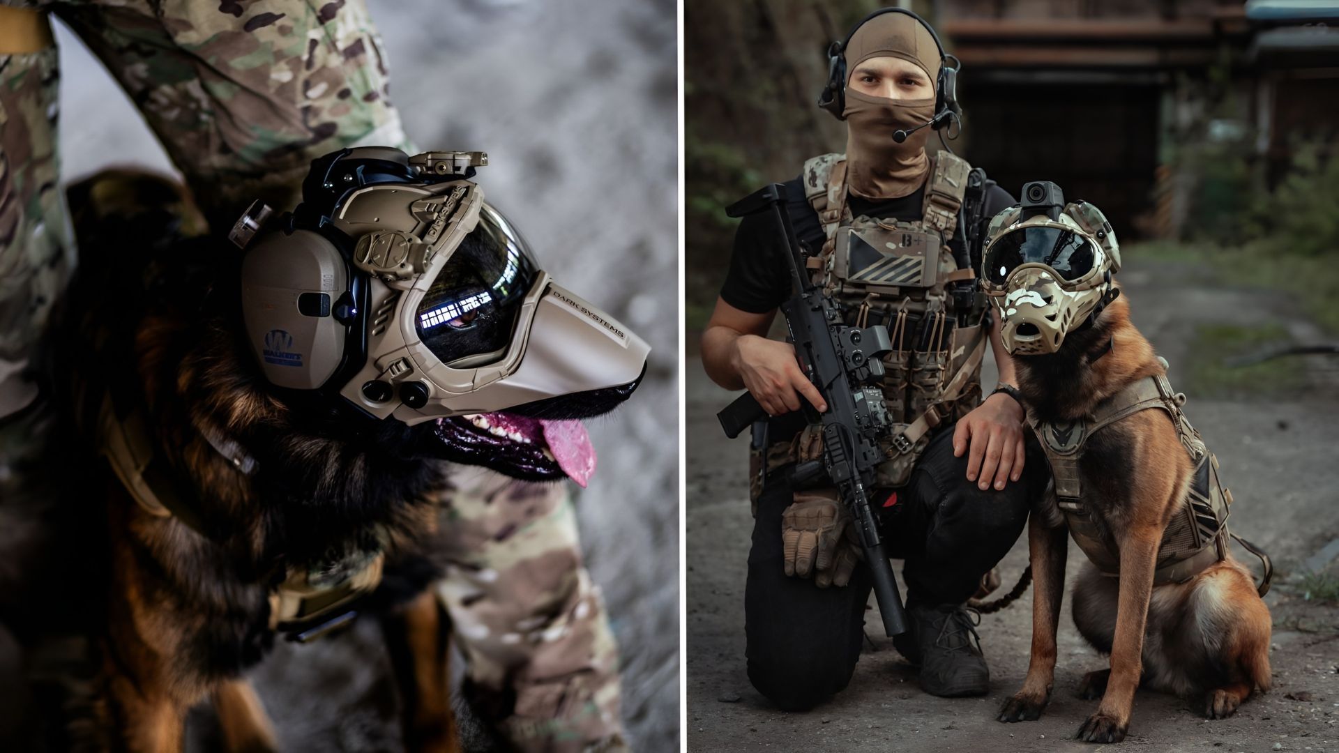 Genetically modified superdogs could become the US military’s next ...
