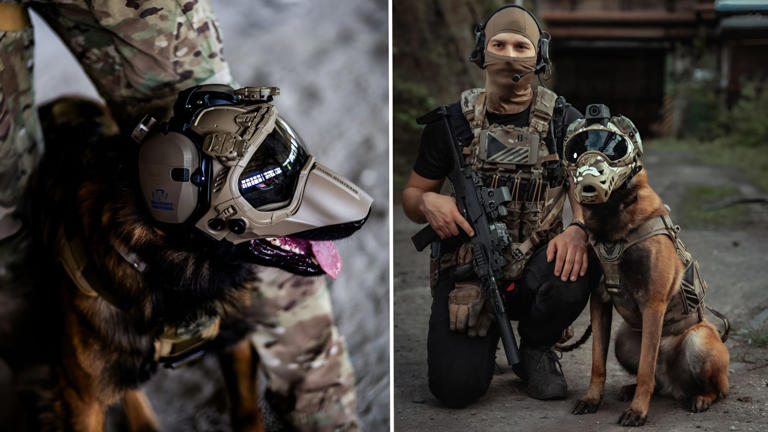 Genetically modified superdogs could become the US military’s next ...