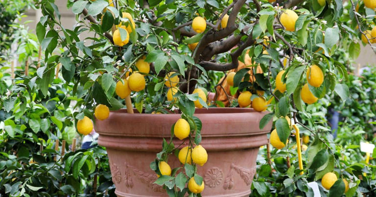 Mettre du café au sol du citronnier, à quoi ça sert et pourquoi c’est ...
