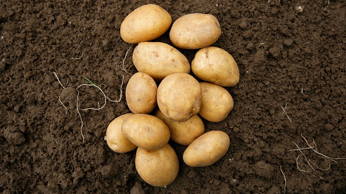 Esplosione dei prezzi: la patata tedesca presto più cara del caviale?