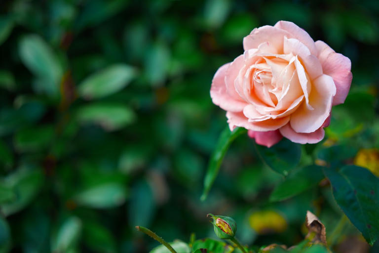 Sigma FP2 review – this likeable little camera might just be the best ...