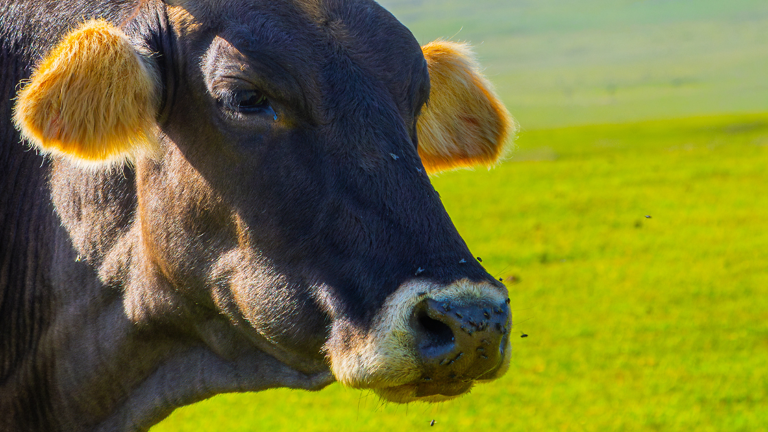 450 people get anti-rabies shots after consuming cow’s milk: Can rabies ...