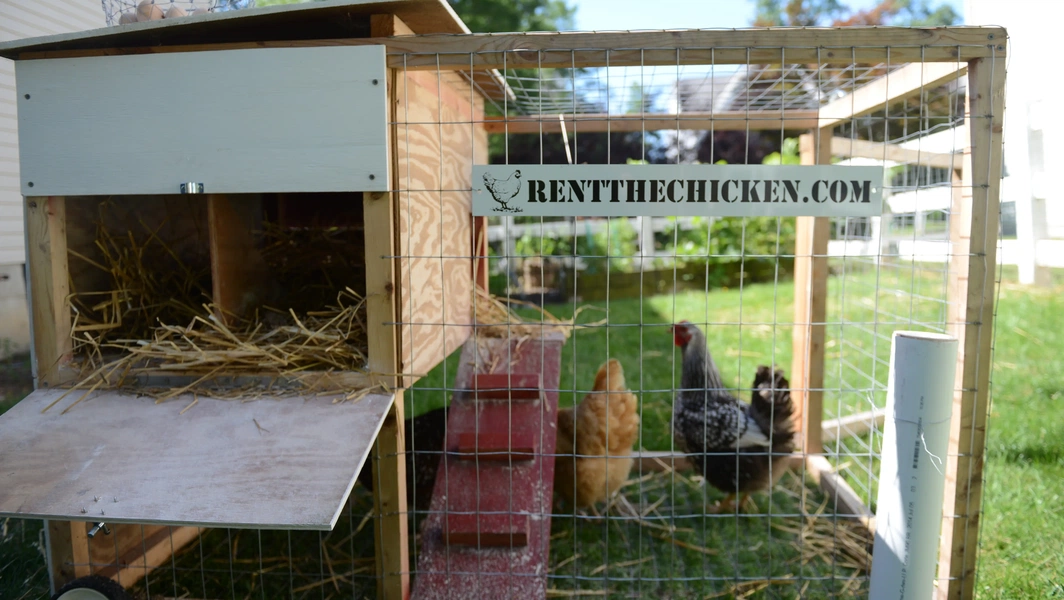 Design your chicken house for happy hens