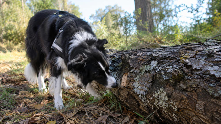 Researchers enrolled 182 pet dog teams to see if they could sniff out ...