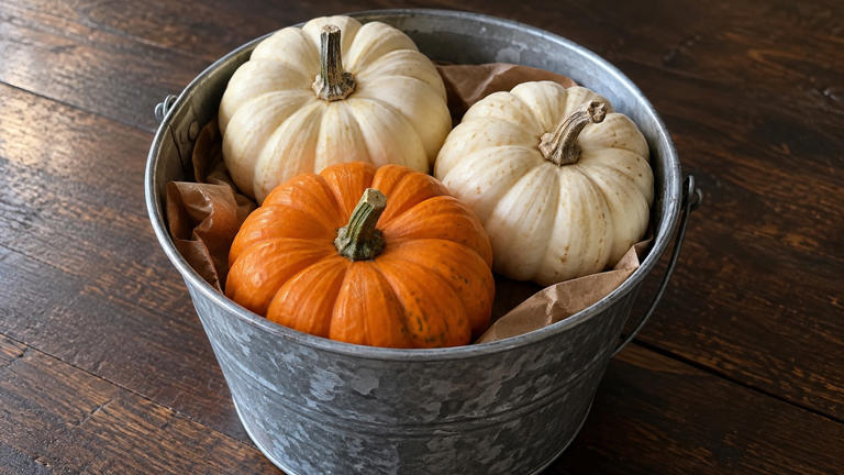 How can mini pumpkins brighten a simple metal bucket?