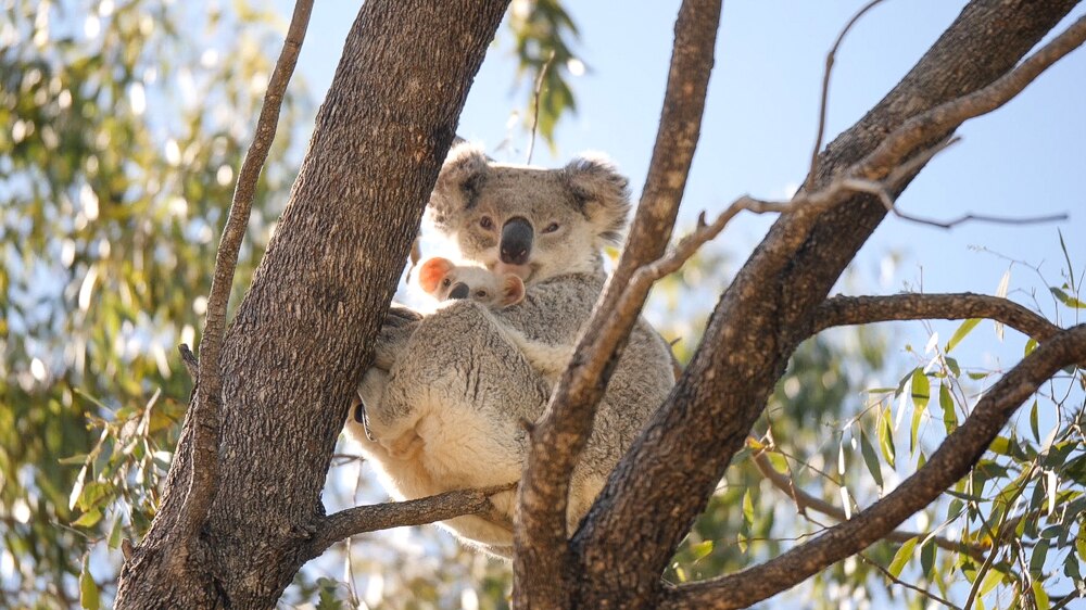 Great Koala National Park established after more than a decade of ...