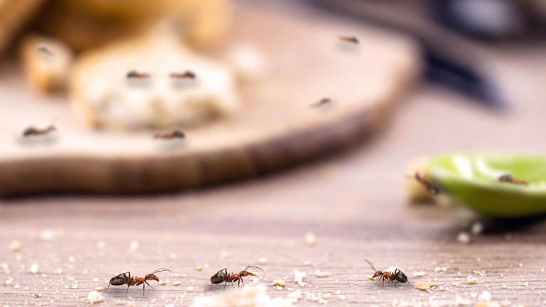 I stopped ants from taking over my countertop by removing one kitchen item