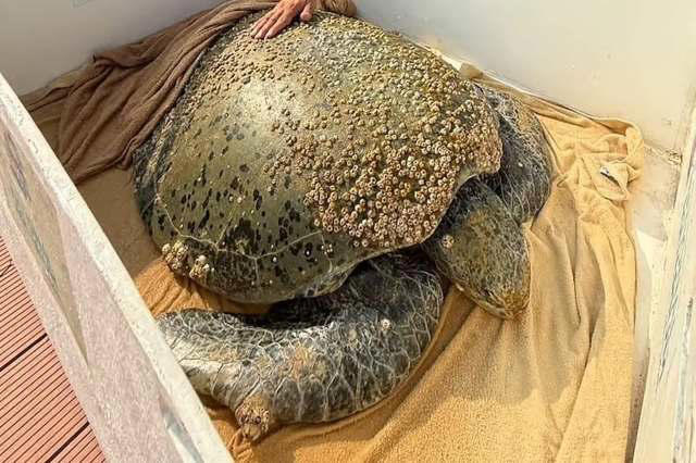 In the UAE, builders spotted an elderly sea turtle drifting, then ...