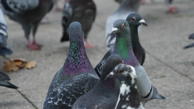 De-string the birds! Why pigeons deserve more kindness