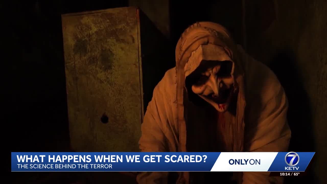 The science of being scared: What happens to your brain and body when ...