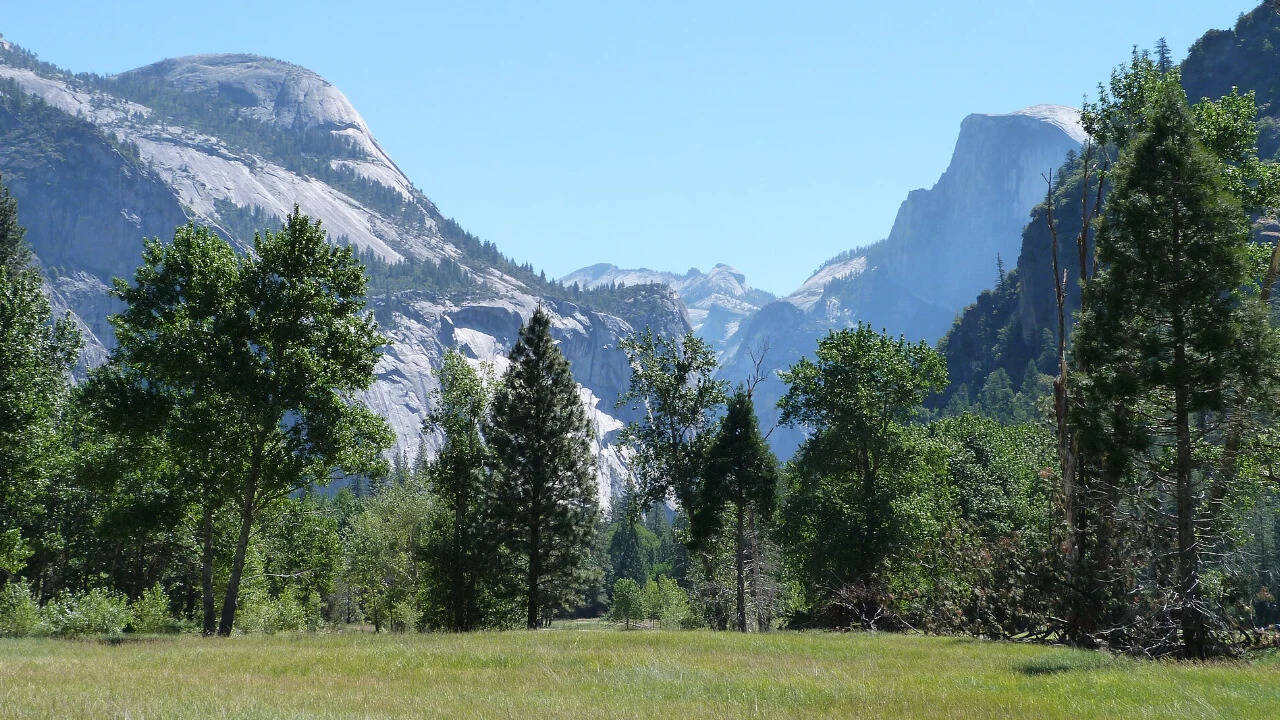Himalayan blackberry herbicide treatment: Yosemite cuts dense thickets ...