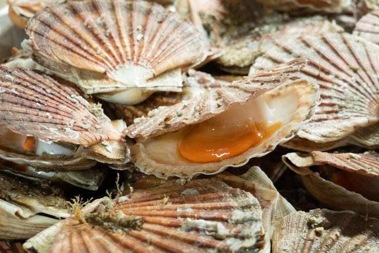 Serve scallops like chefs in Normandy, home of maritime cuisine