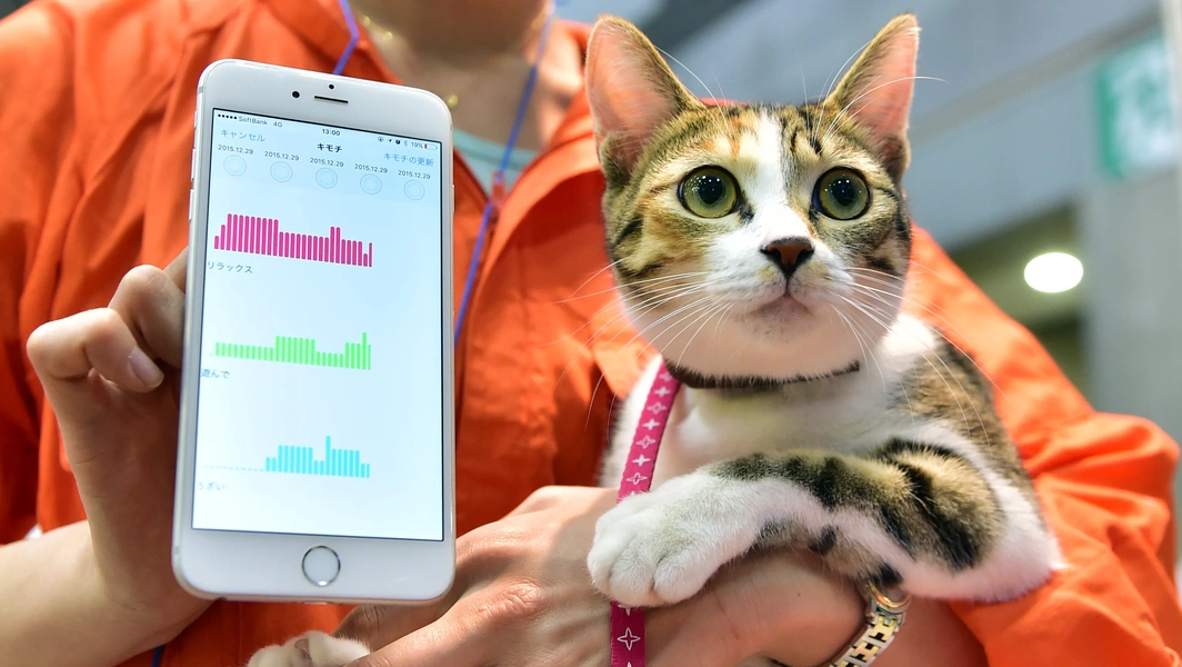 Study finds cat-owner oxytocin levels rise together