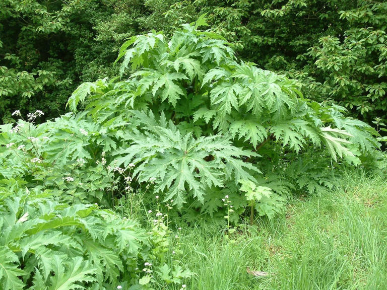 Tipperary training empowers farmers on invasive species control and ...