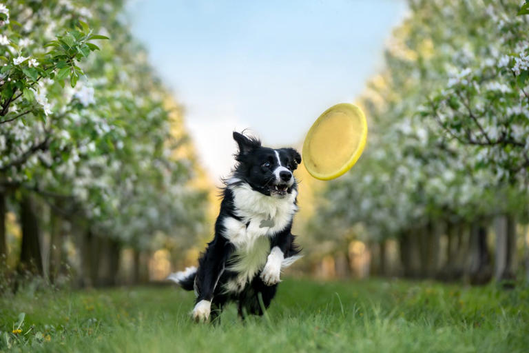 A lifetime of fun: 10 dog breeds that keep their puppy-like playful ...