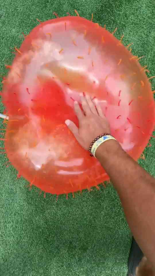 Inflatable toys expanding with water in a satisfying experiment