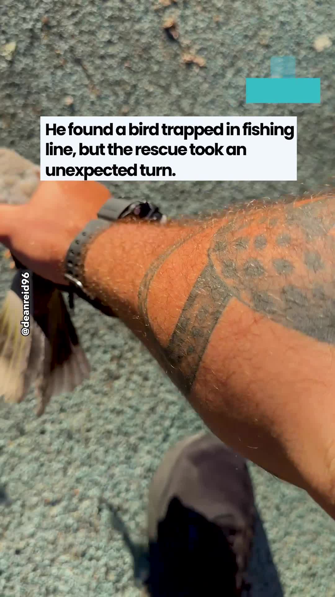 Passerby Discover Bird Struggling in Tree With Fishing Line Tightly ...