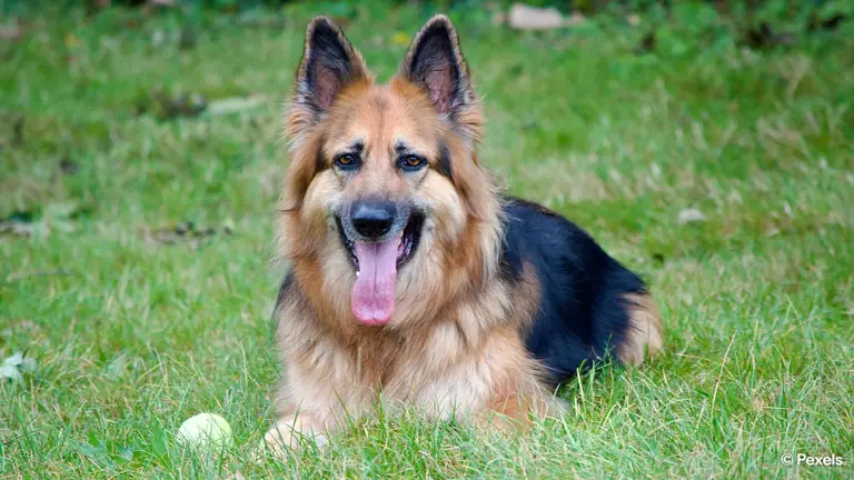 Are German shepherds aggressive? Debunking the biggest myths