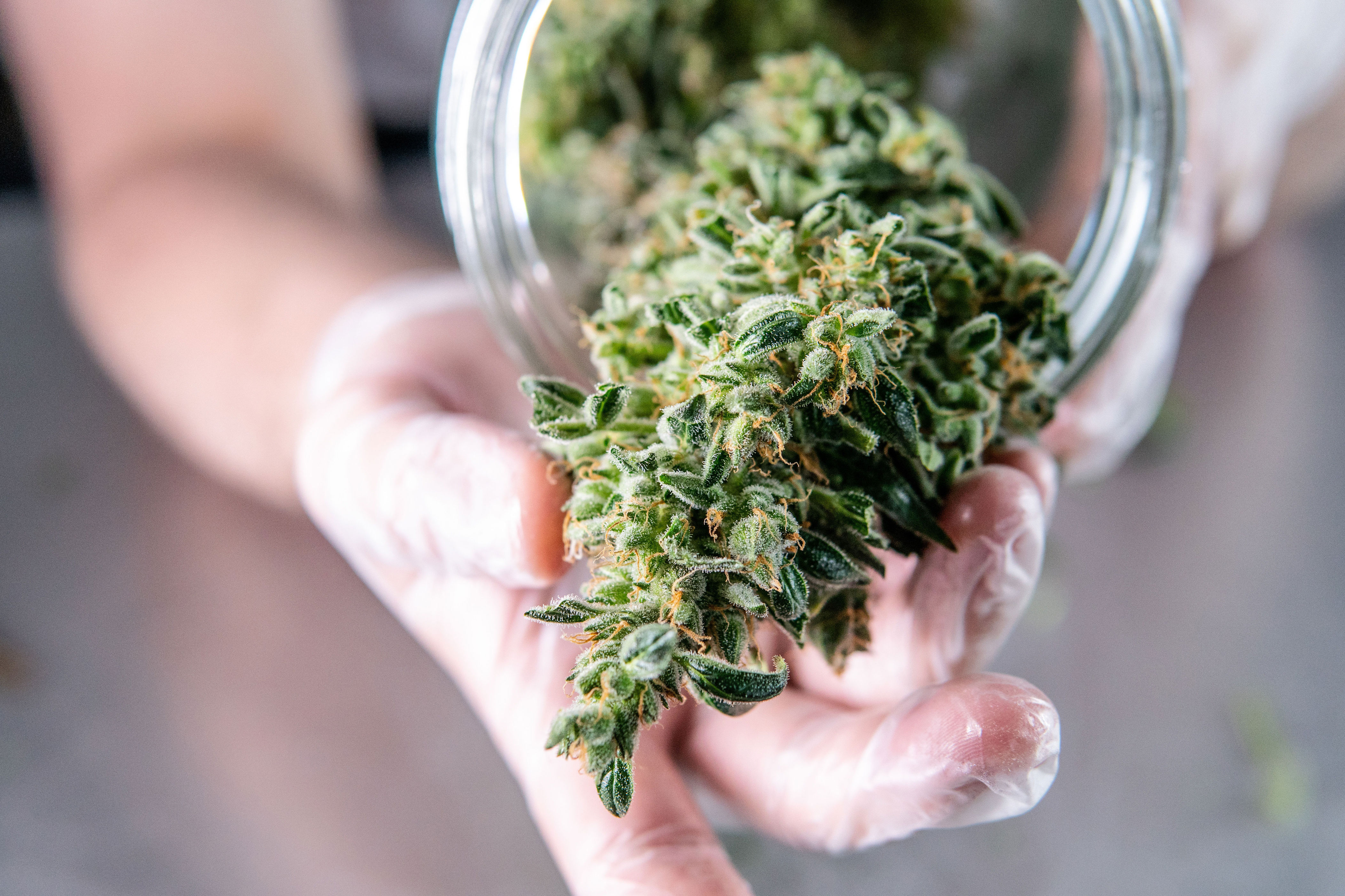 Dear Abby: Our granddaughter reeks of pot when we pick her up from her ...