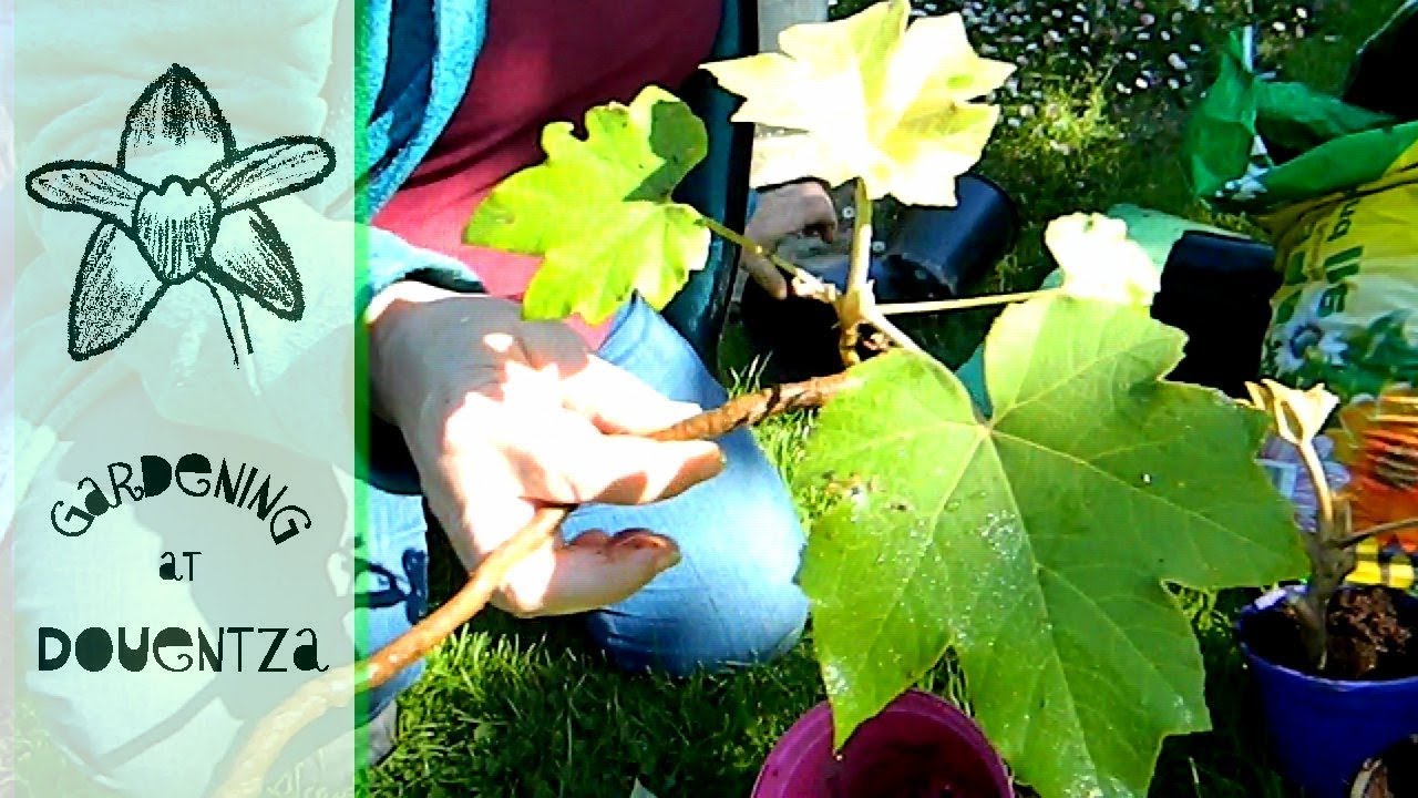 Propagating Tetrapanax rex with easy potting techniques