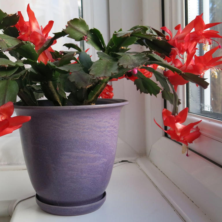 When to repot a Christmas cactus – repotting too soon could spoil this ...