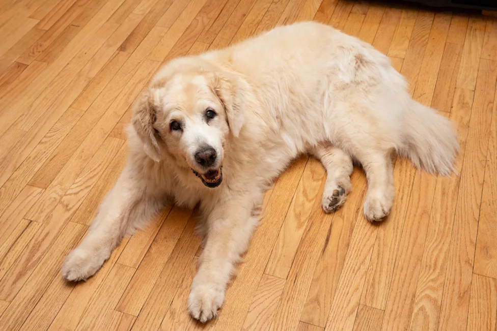 Adapted Pilates helped 15-year-old weasel regain mobility, owner reports