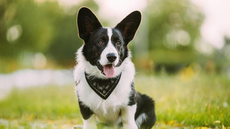 These 6 dog breeds are similar to corgis, according to a vet