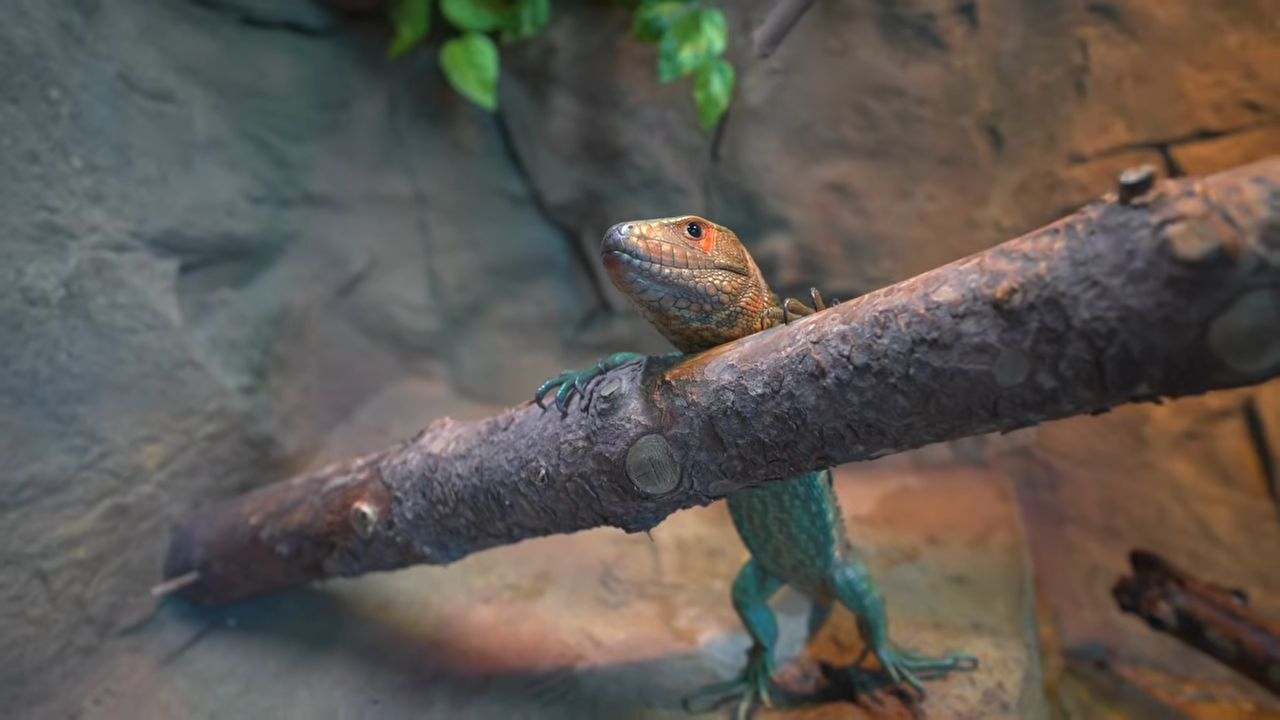 Finally getting the chance to see a rare lizard they had been hoping to ...