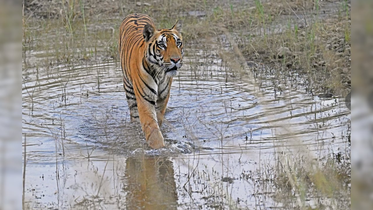 Tadoba Tiger Reserve in Maharashtra turns to smart sensors to ensure ...