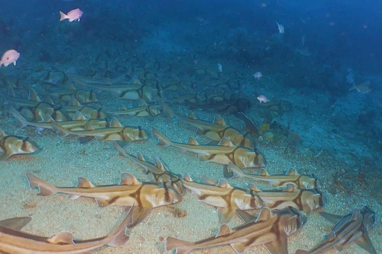 Underwater robot stumbles across thousands of sharks all packed ...