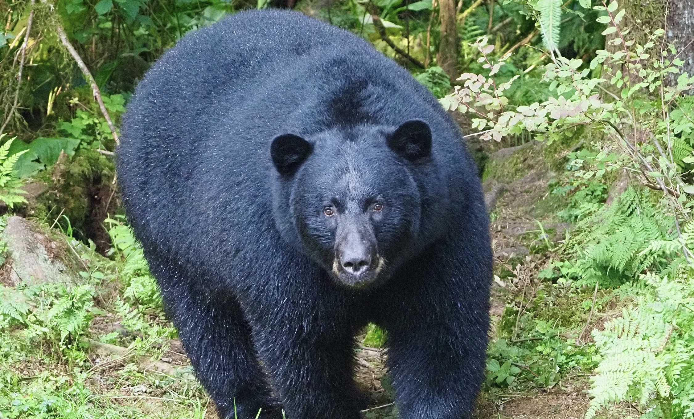 Black bear caught on camera sneaking into Florida backyard, swiping ...
