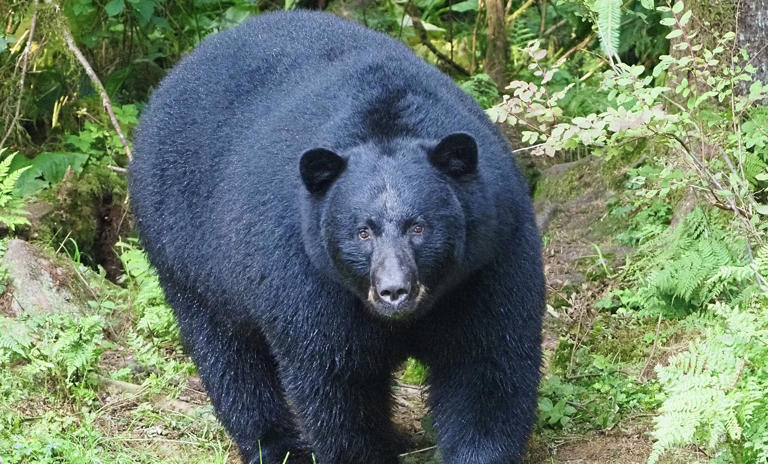 Black bear caught on camera sneaking into Florida backyard, swiping ...