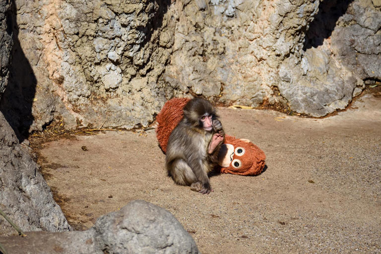 The internet is obsessed with these 7 famous animals