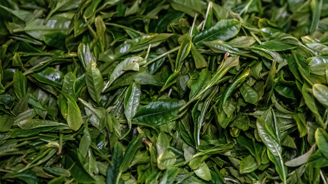 Sip your way through green tea varieties