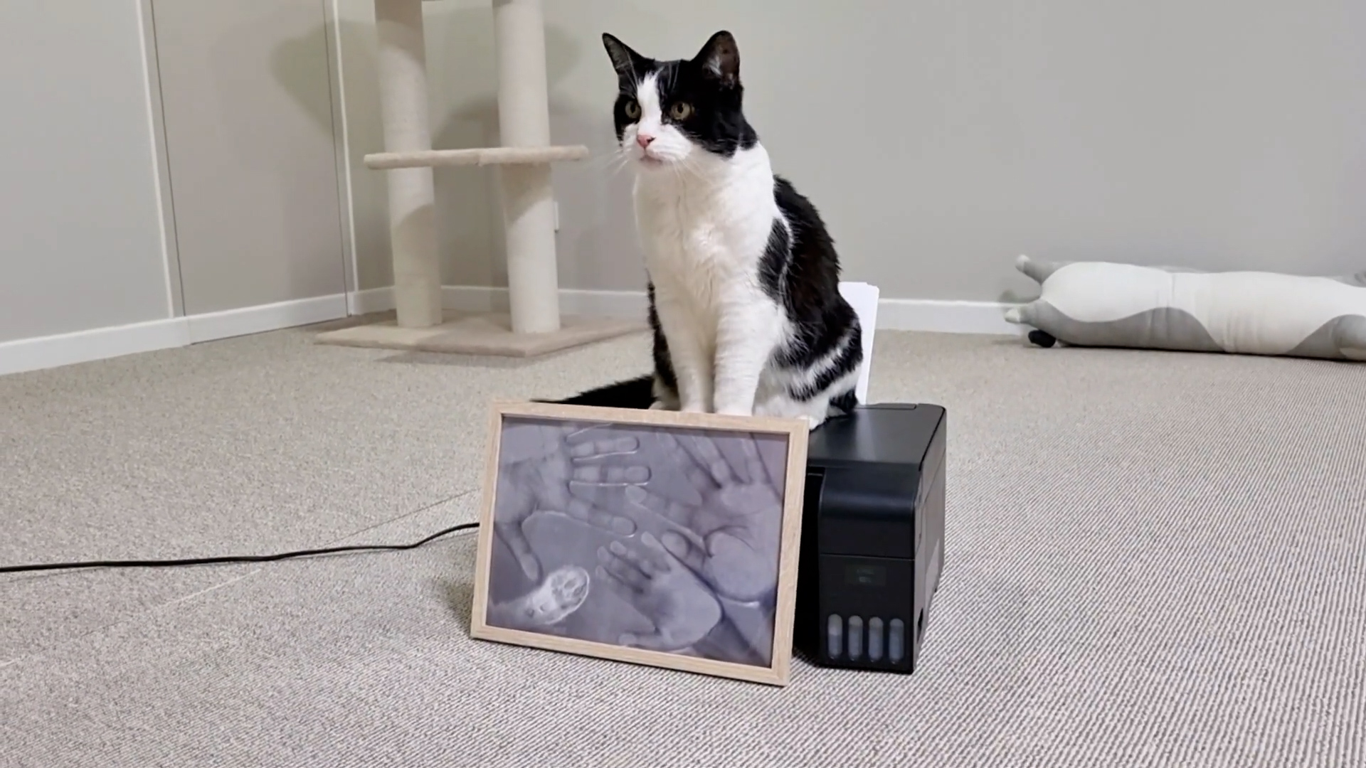 Cat prints his paw like official evidence