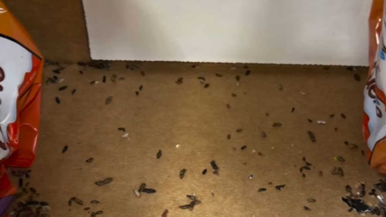 Mice feces found on shelves at NJ Walmart