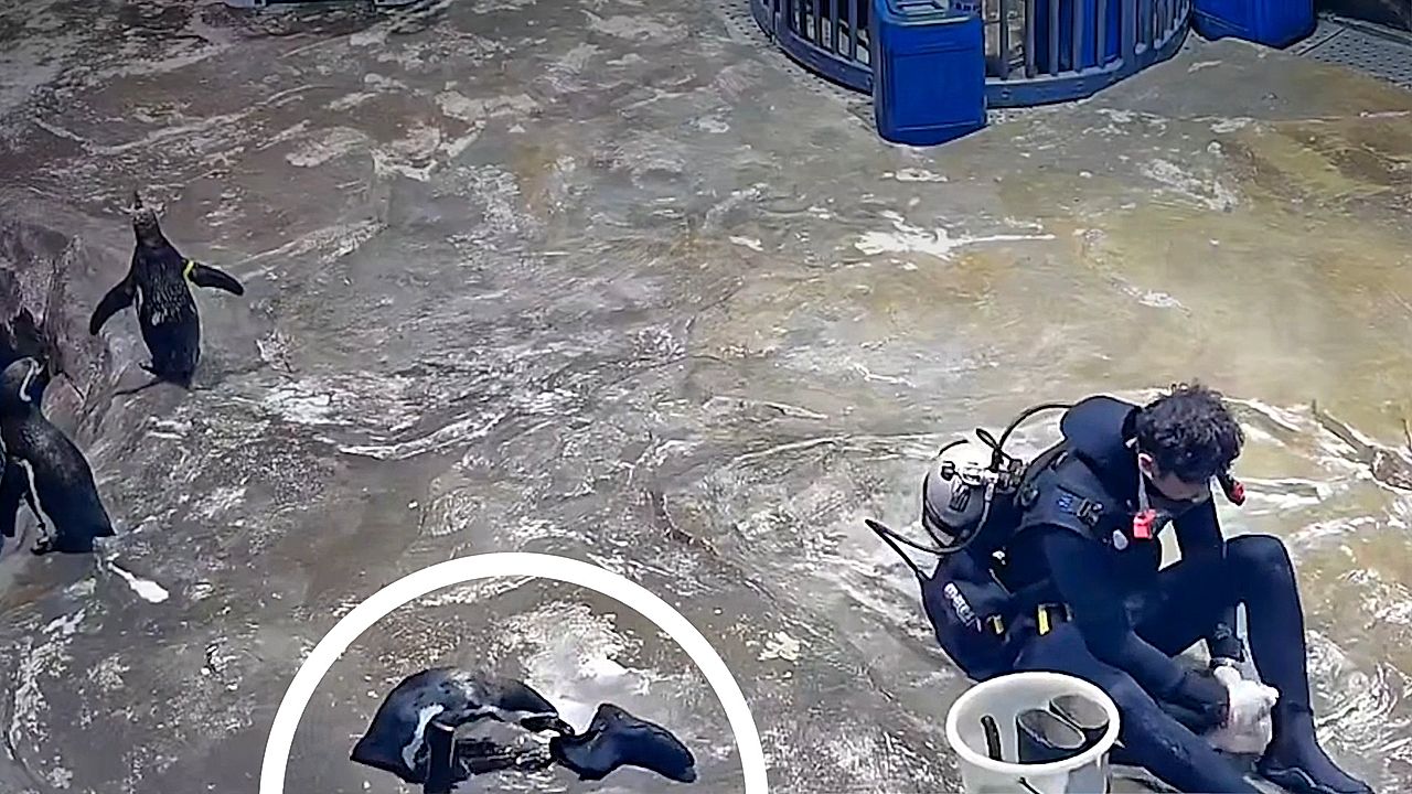 Penguin attempts daring shoe heist while zookeeper's back is turned